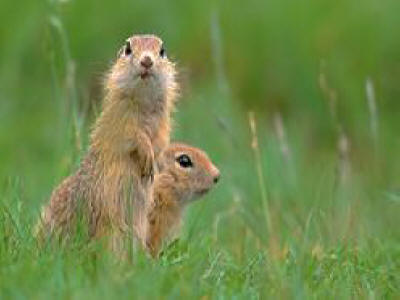 Bulgarian wildlife